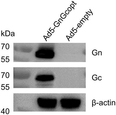 An adenovirus-vectored RVF vaccine confers complete protection against lethal RVFV challenge in A129 mice